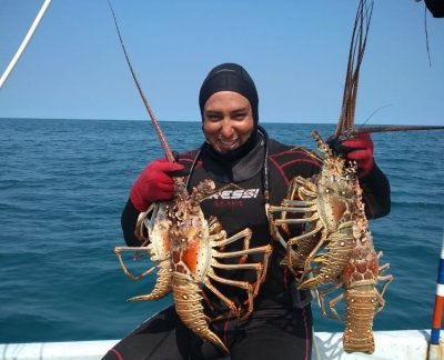 Inicia temporada de captura de langosta en Yucatán con llamado a la pesca responsable.